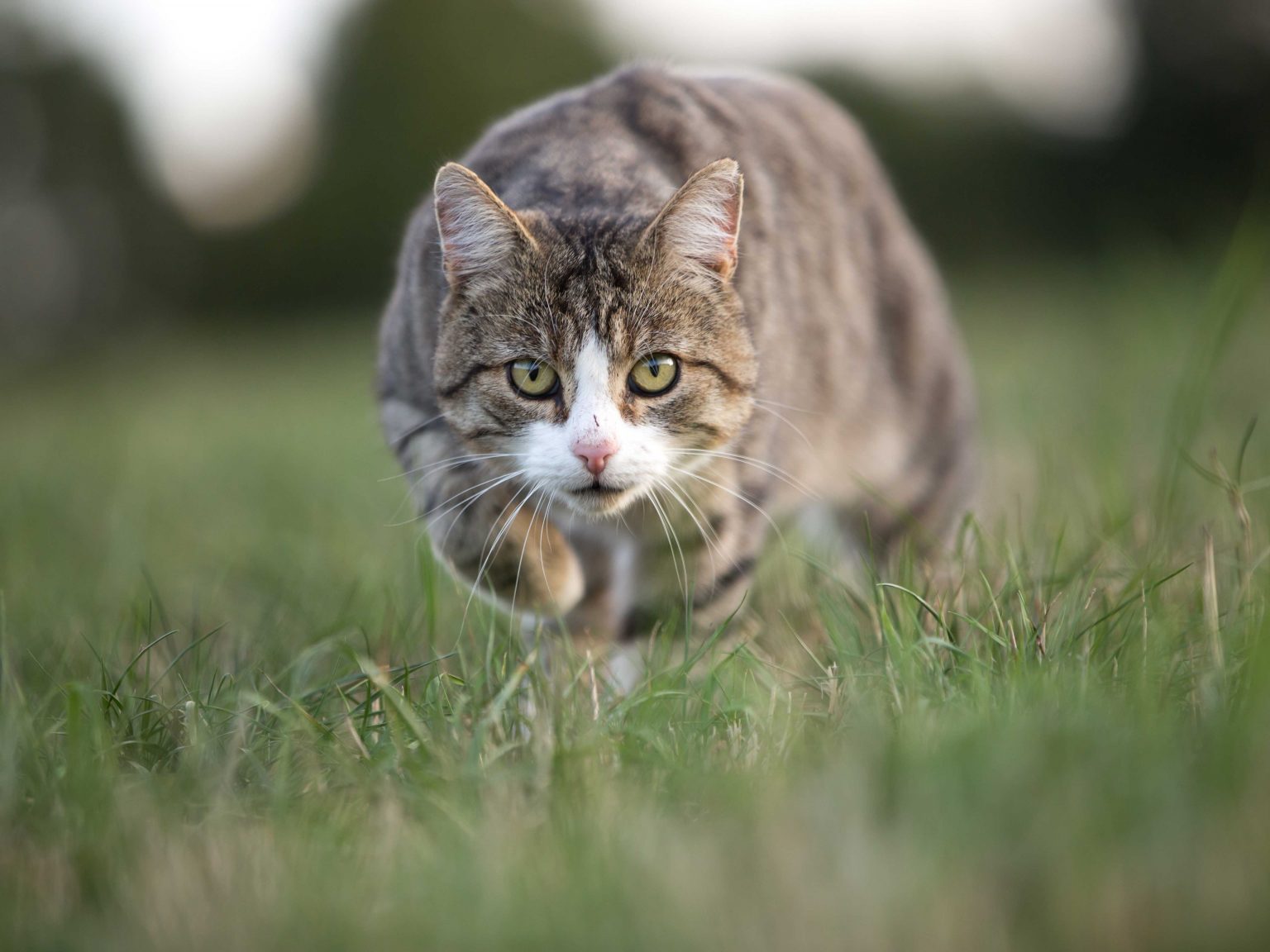 Jagdverhalten von Katzen verstehen ZooRoyal Magazin