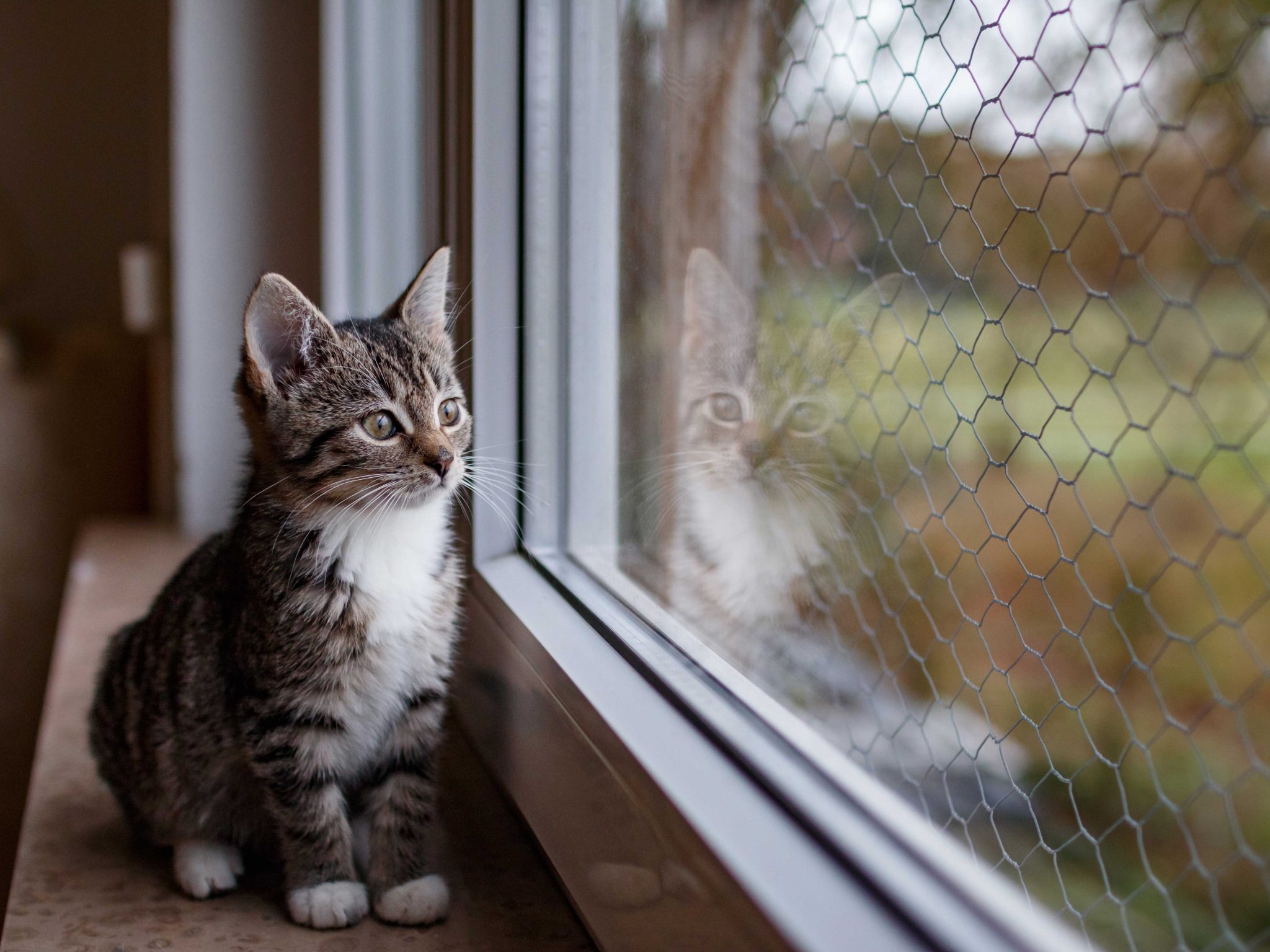 Katze aus dem Tierheim adoptieren ZooRoyal Magazin