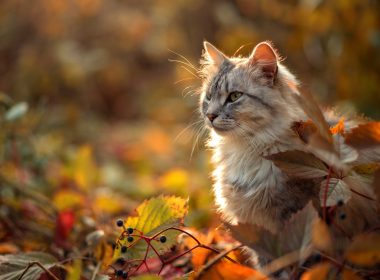 Katze im Herbst