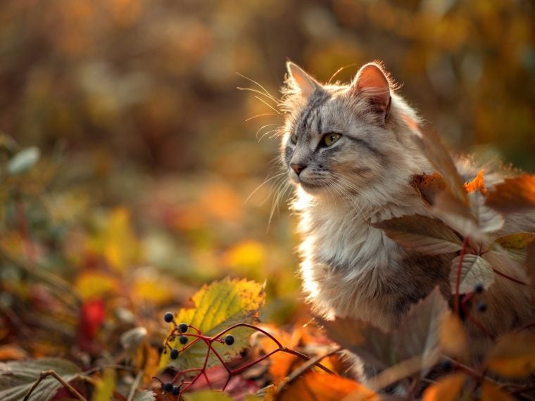 Katze im Herbst