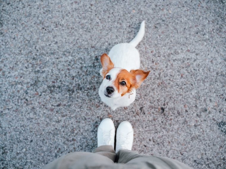 Wie ist das eigentlich mit dem Hund im Auto? - Fuss und Pfote