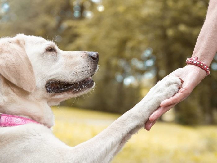 Pfötchen geben trainieren