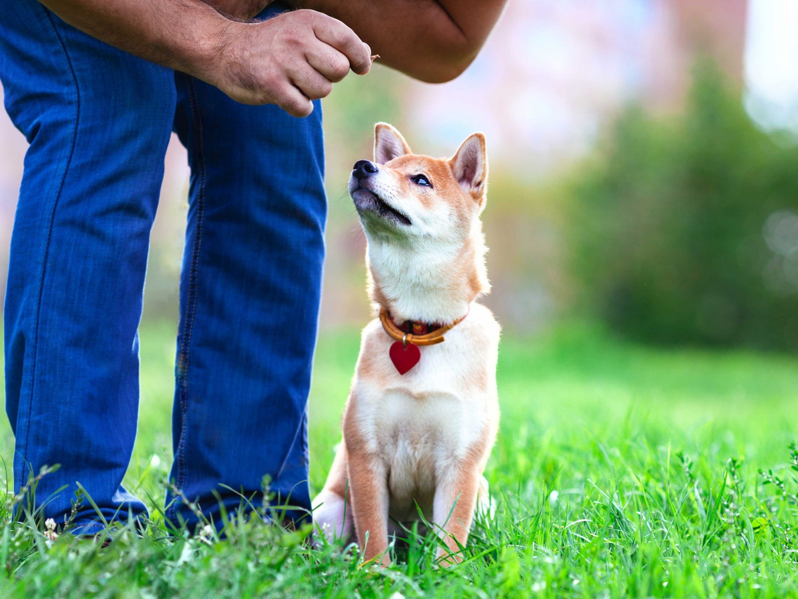 Wie Bringe Ich Meinem Hund Rückwärts Gehen Bei www.zooroyal.de