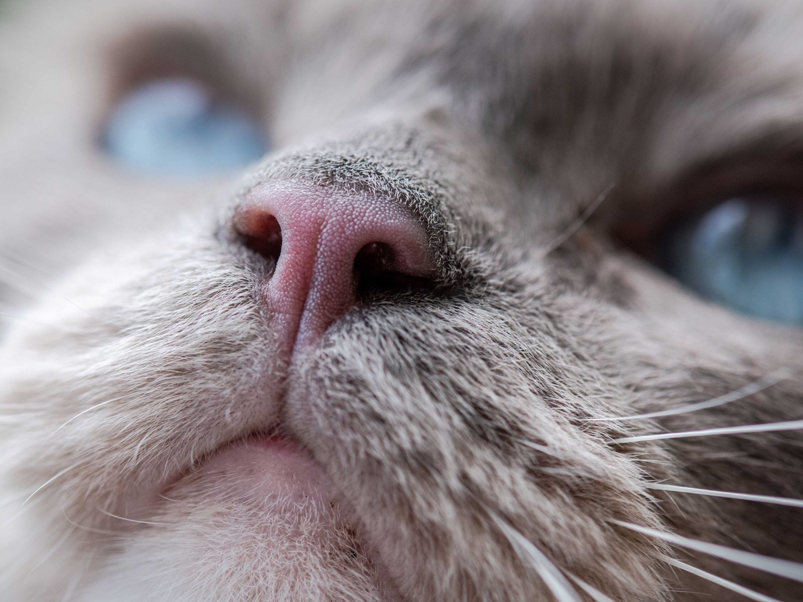 Vitiligo bei Katzen: die Weißfleckenkrankheit | ZooRoyal Magazin