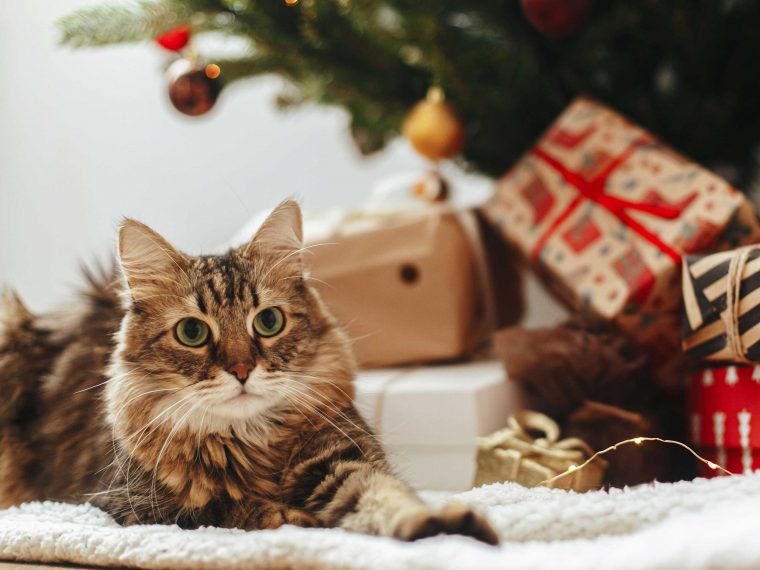 Weihnachtsgeschenk Katze