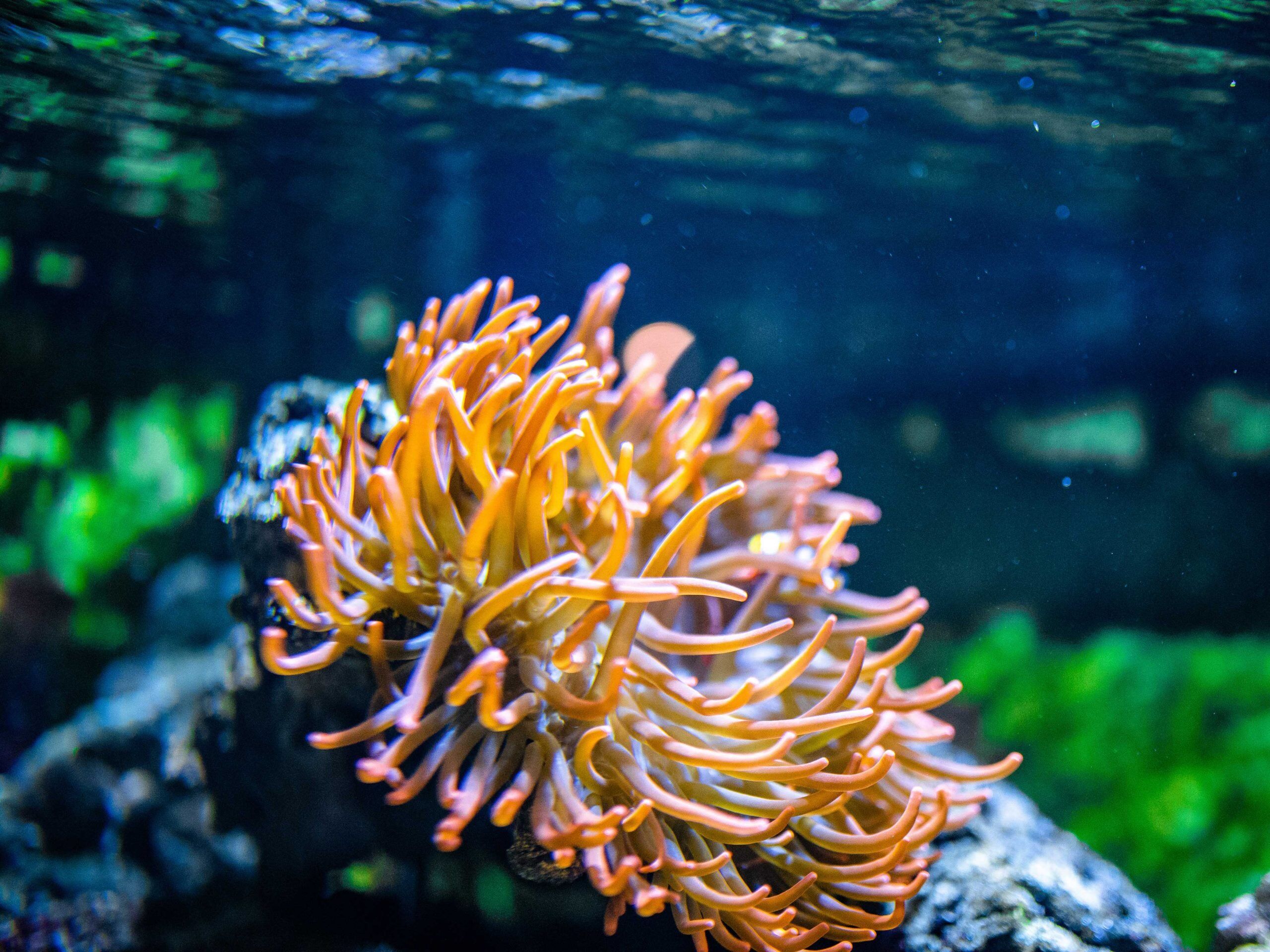 Korallen im Meerwasseraquarium | ZooRoyal Magazin