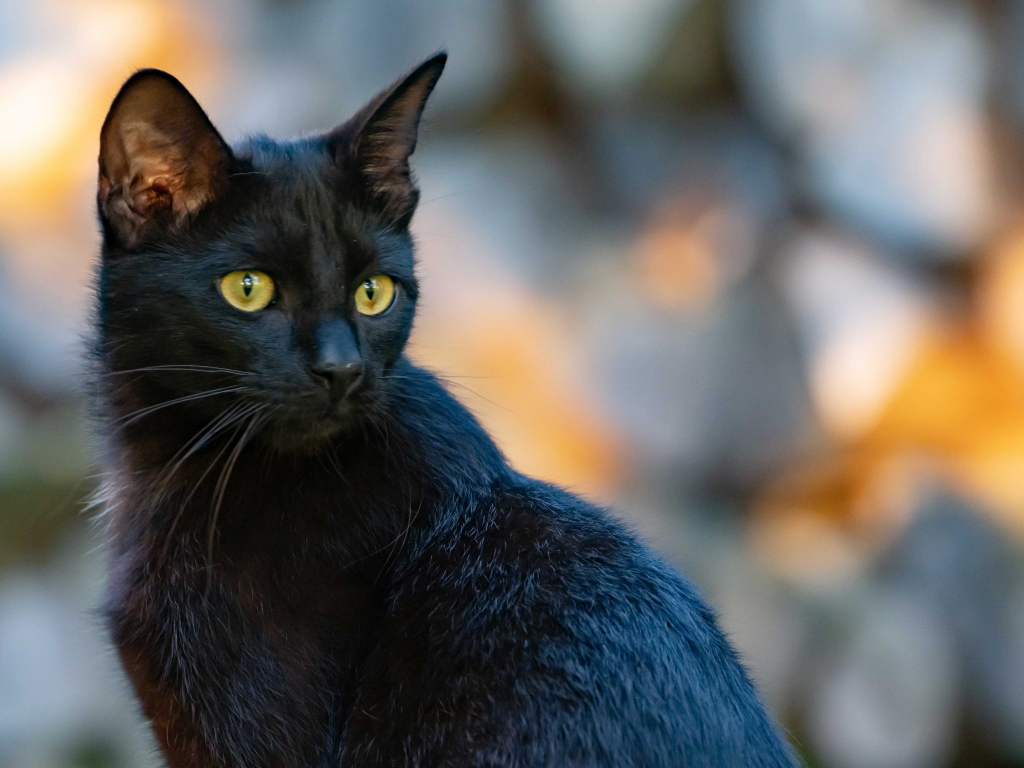 Wann bringt eine schwarze katze glück, Schwarze Katzen 10 Fakten im Check