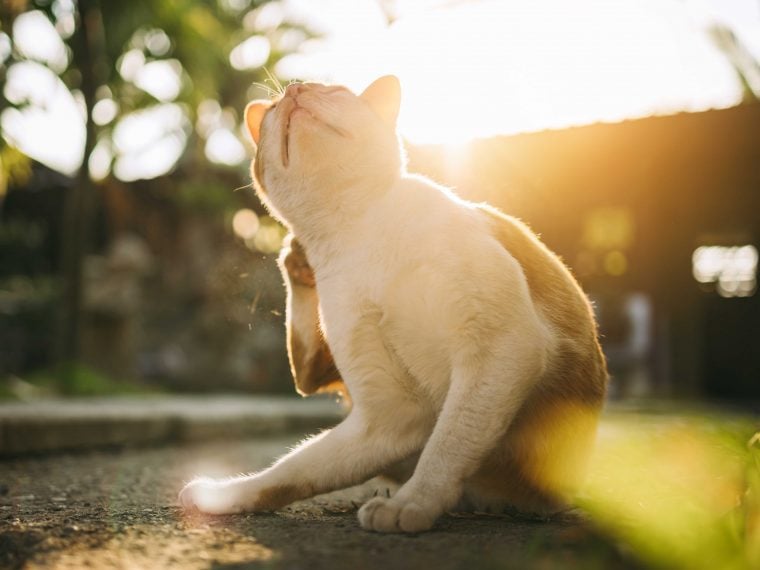 Ungezieferschutz bei Katzen