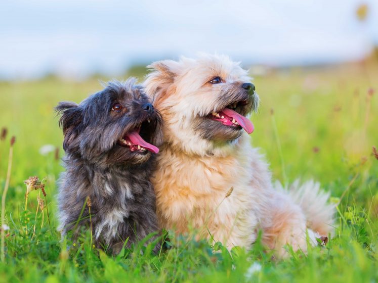 Hybridhunde: die 5 beliebtesten Hunderassen im Überblick