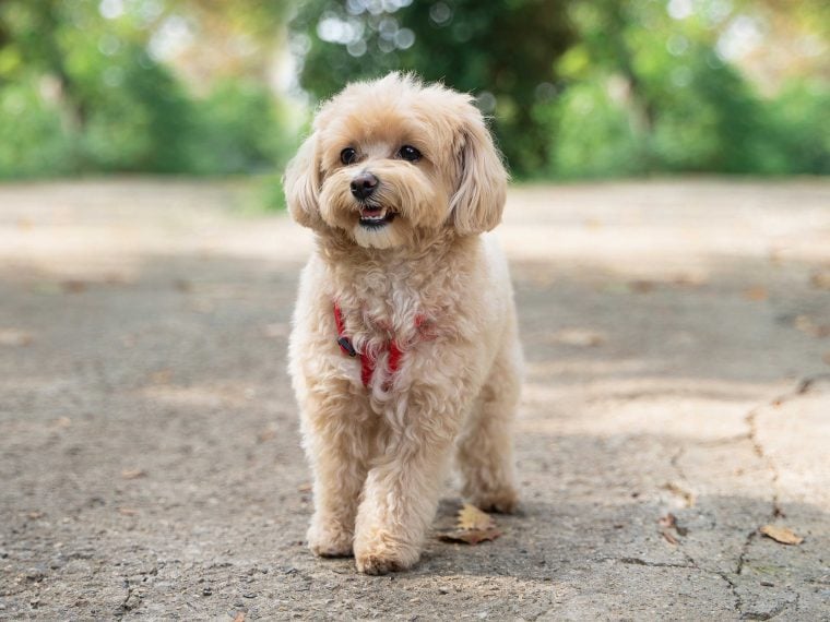 Maltipoo-Hybridhunde