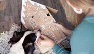 Hunde Adventskalender