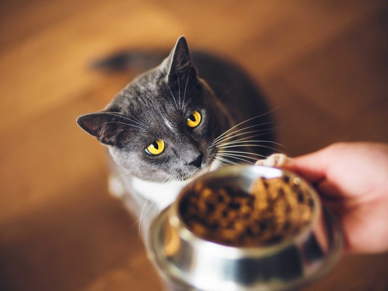 Nahrungszusätze im Katzenfutter