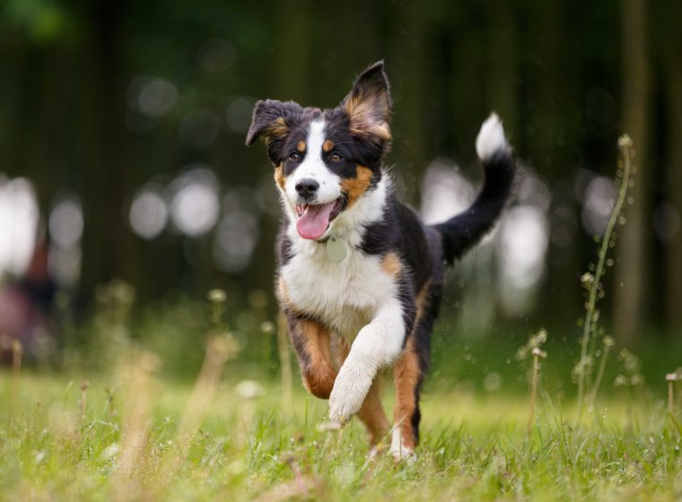 Junger Hund läuft über eine Wiese und blickt nach vorne.