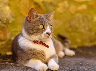 Katzenhalsband
