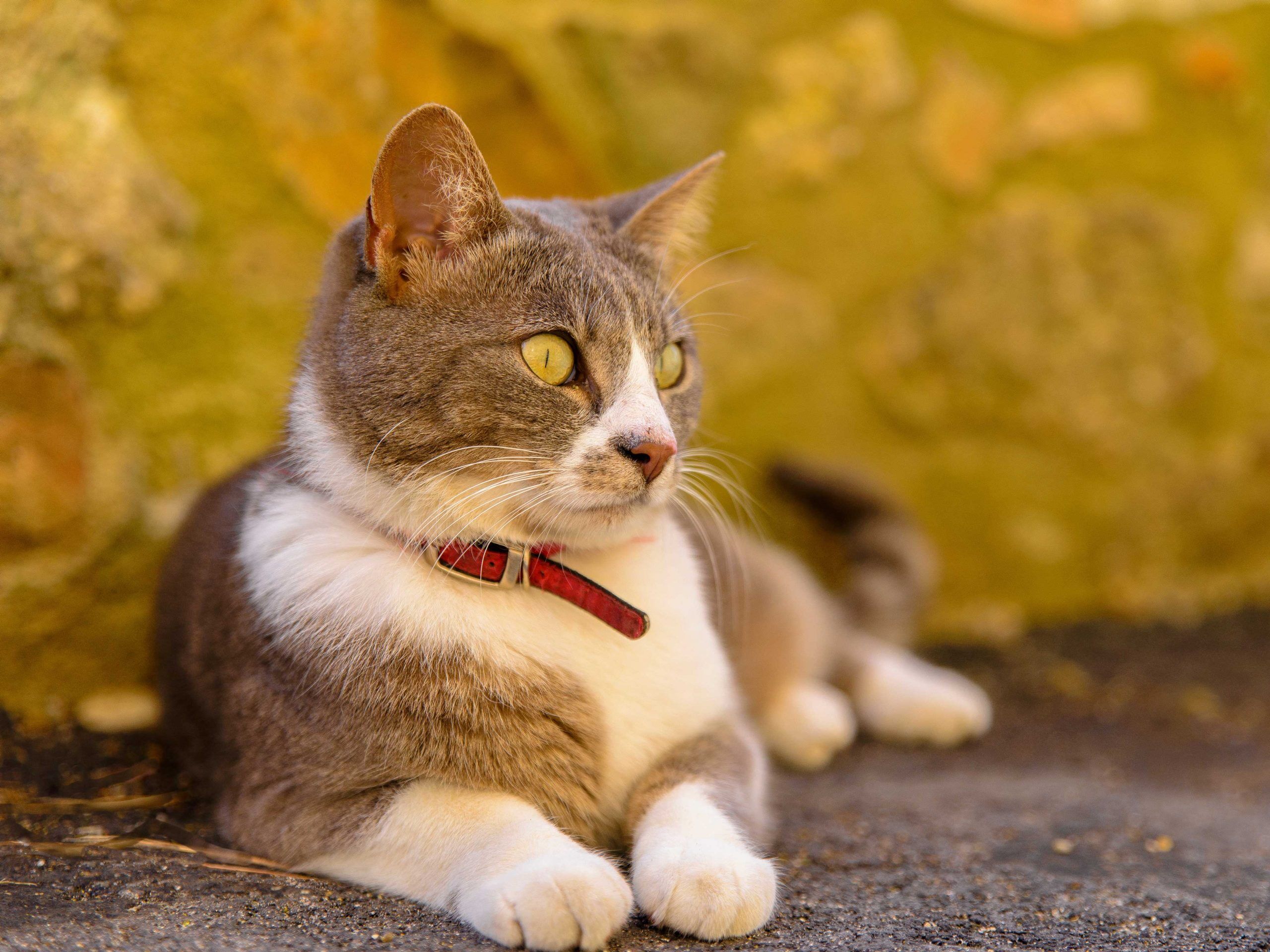 Katzenhalsband sinnvoll oder gefährlich? ZooRoyal Magazin