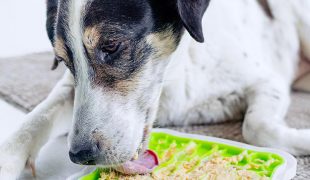 Schleckmatte für den Hund