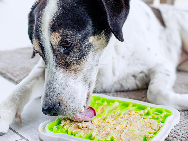 Schleckmatte für den Hund