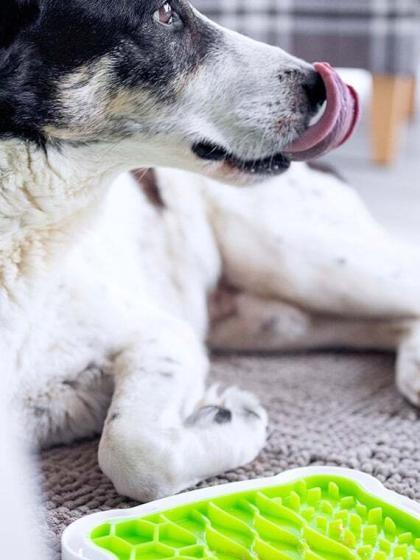 Schleckmatte für den Hund