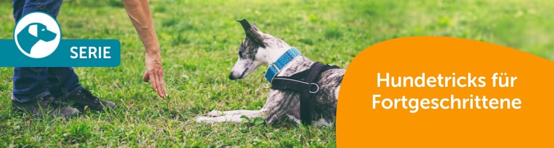 Hundetricks für Fortgeschrittene