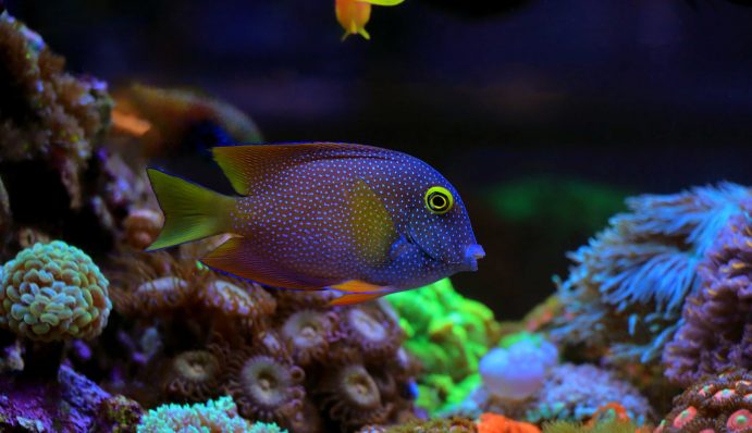 Aquaristik Magazin Themen rund um's Aquarium ZooRoyal Magazin