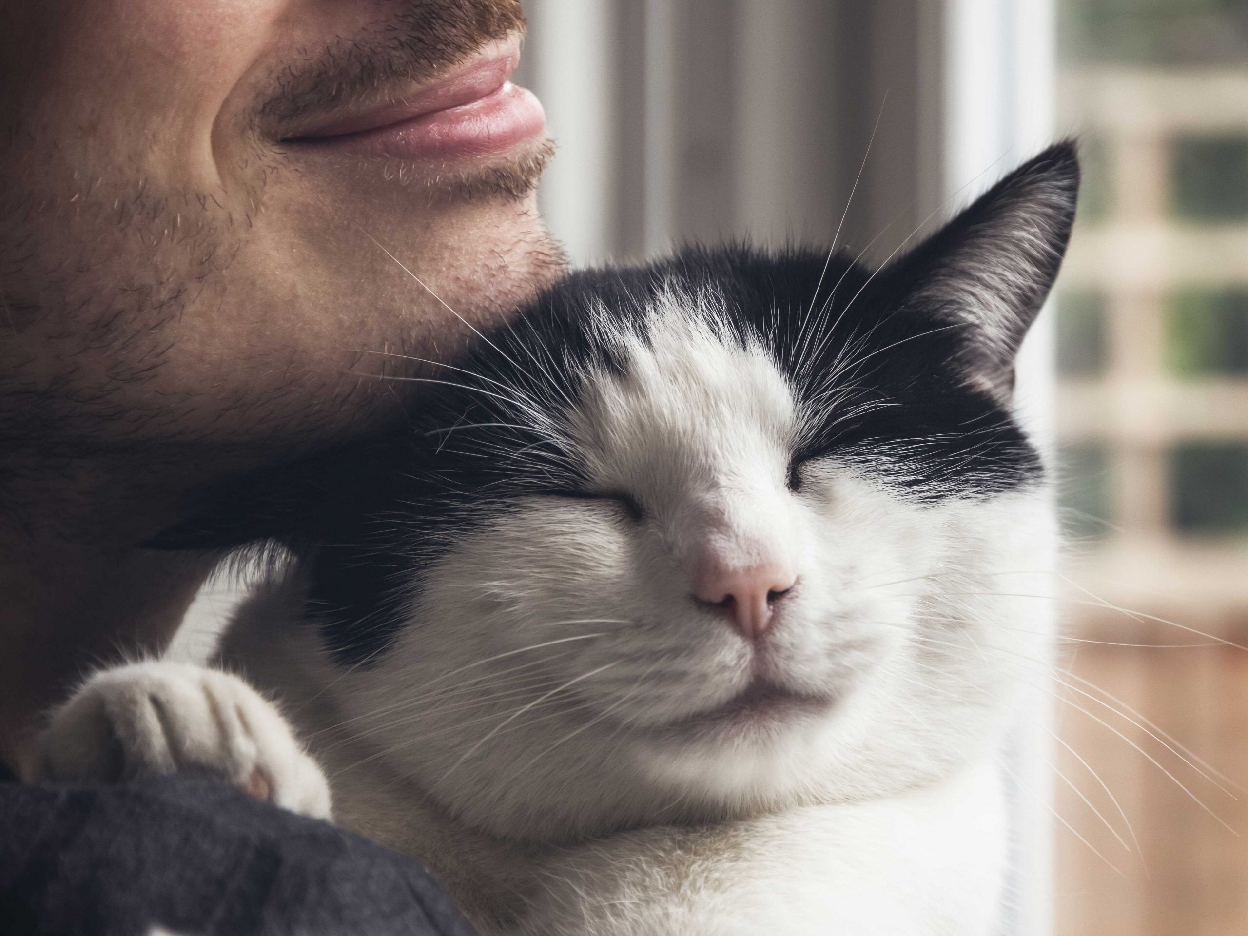So zeigen Katzen ihre Liebe zu uns ZooRoyal Magazin