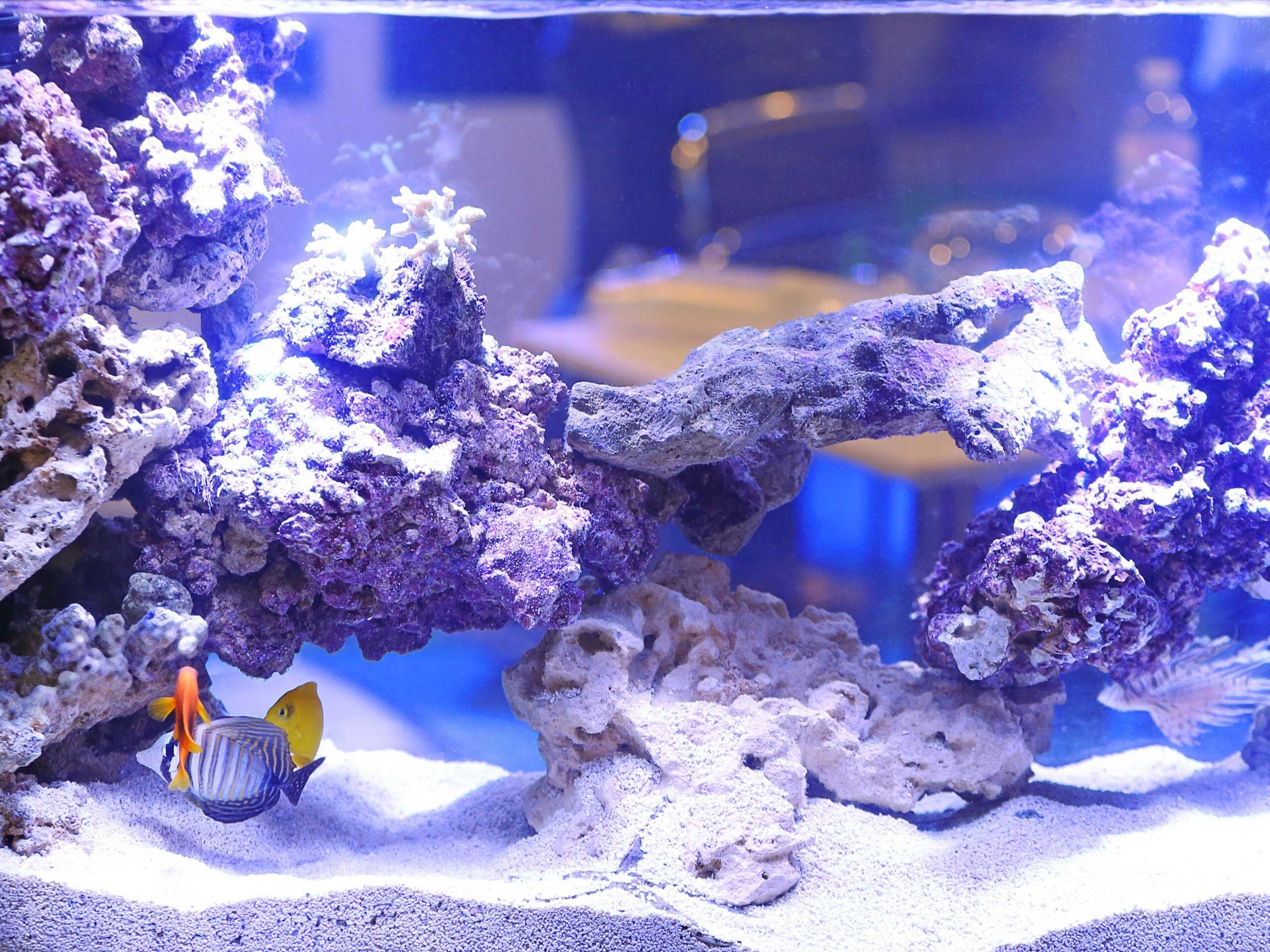 Beleuchtung im Meerwasseraquarium ZooRoyal Magazin