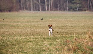 Hund entlaufen