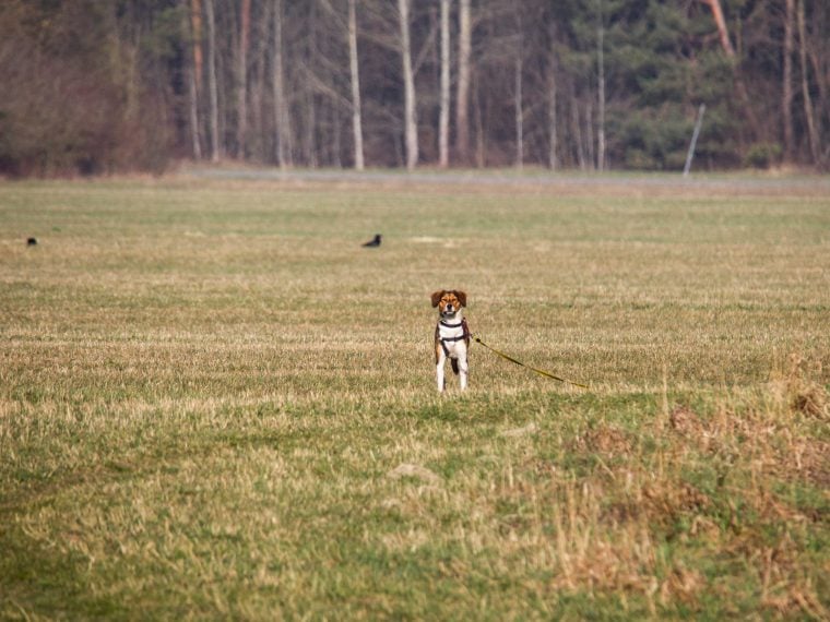 Hund entlaufen