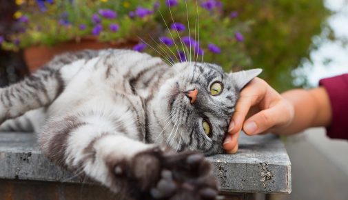 Katze an neuen Partner gewöhnen