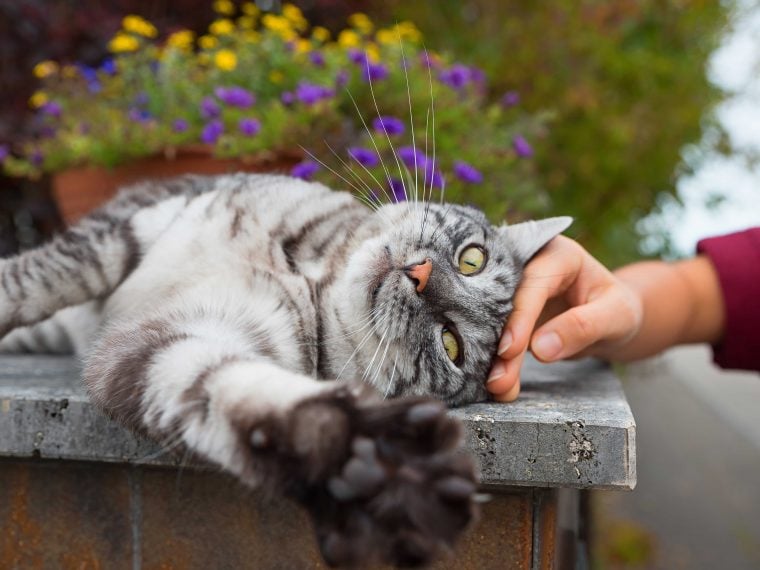 Katze an neuen Partner gewöhnen