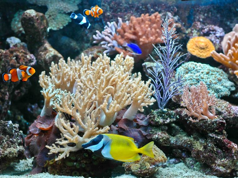 Riff im Meerwasseraquarium