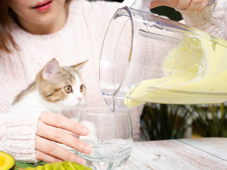 Rezept Soße Für Katzen Selber Machen Smoothie für Katzen selber machen | ZooRoyal Magazin