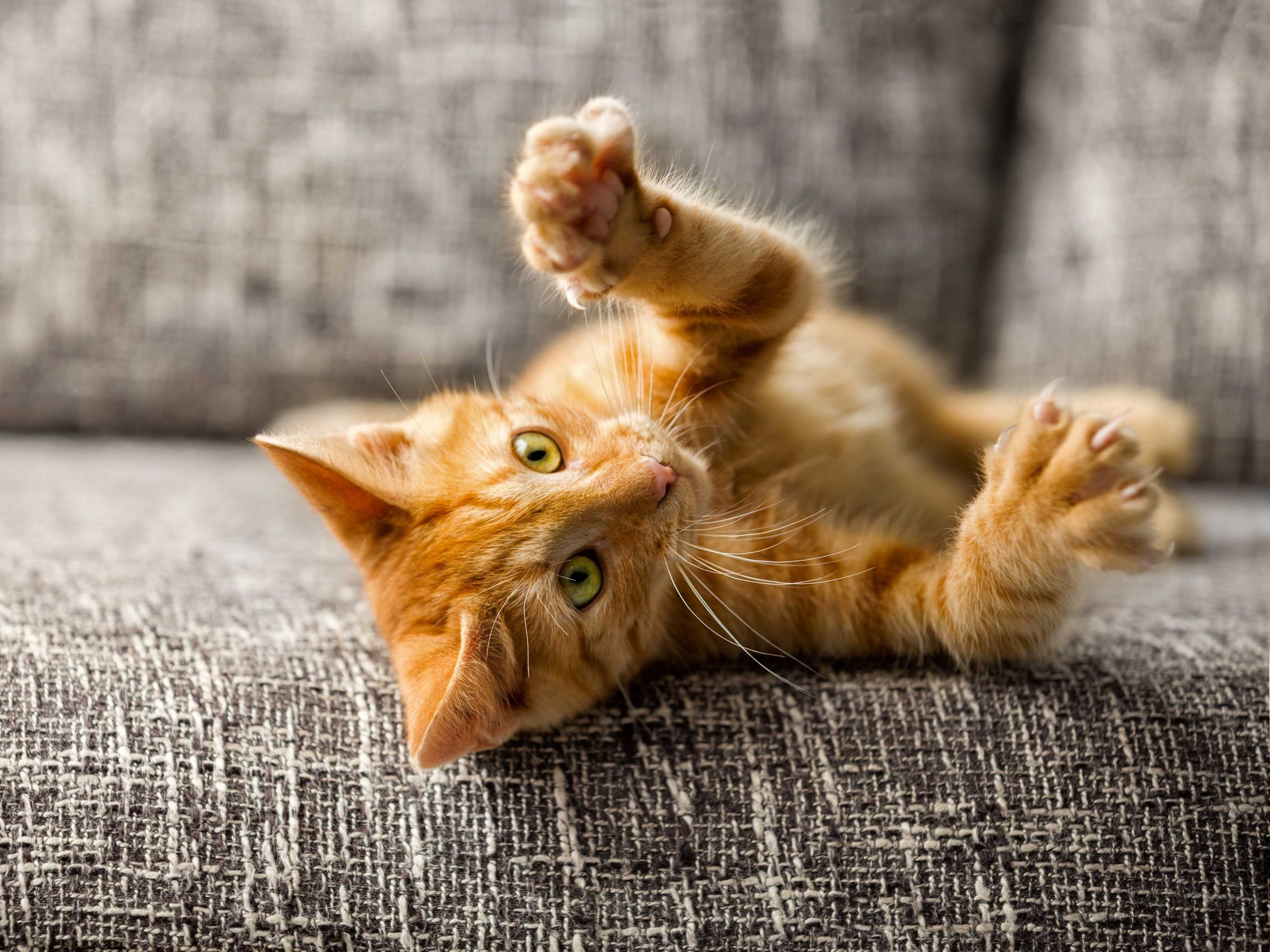 3 Tipps für artgerechtes Spielen mit der Katze So gehts