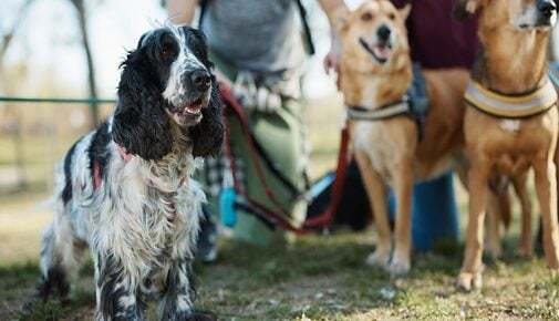 hunde verhalten gegenüber menschen