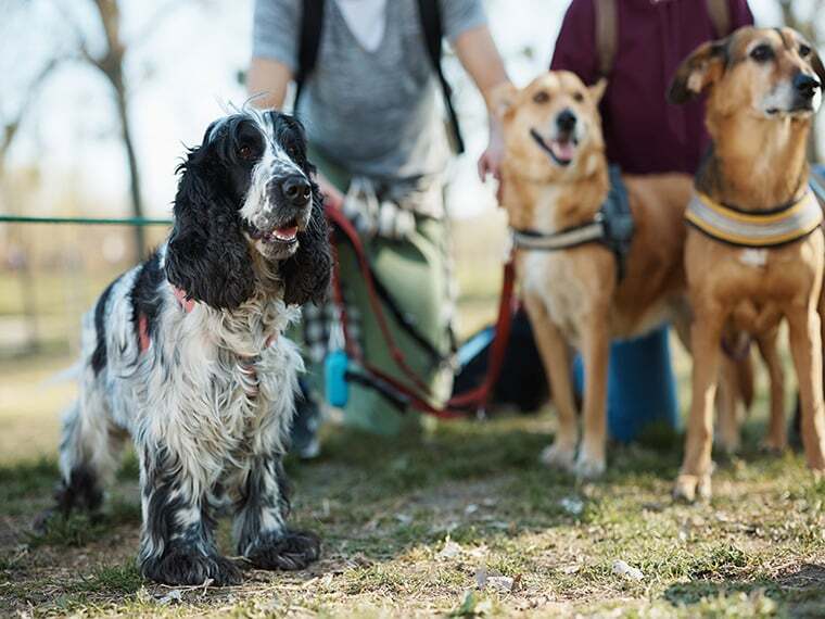 hunde verhalten gegenüber menschen