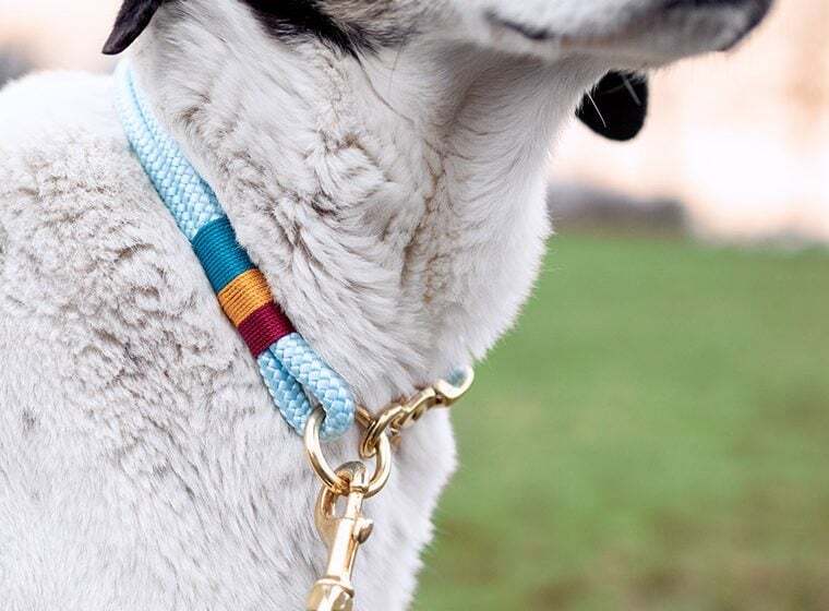 Hundehalsband selber machen