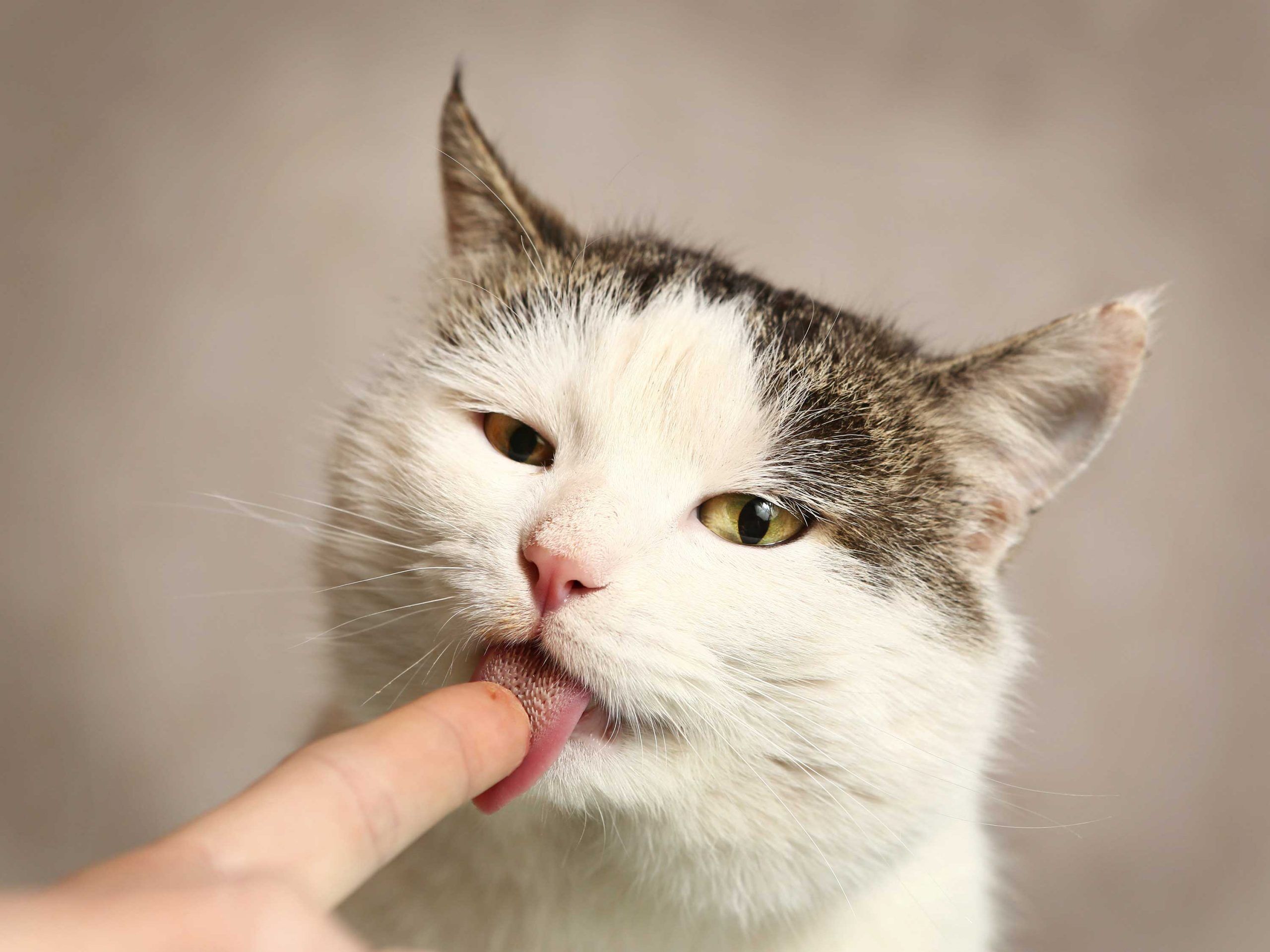 Warum leckt meine Katze mich ab? ZooRoyal Magazin