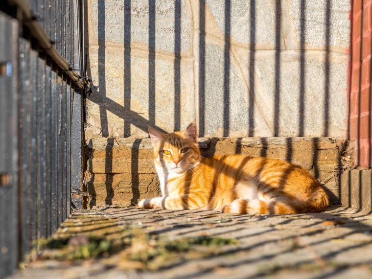 Katze im Gefängnis