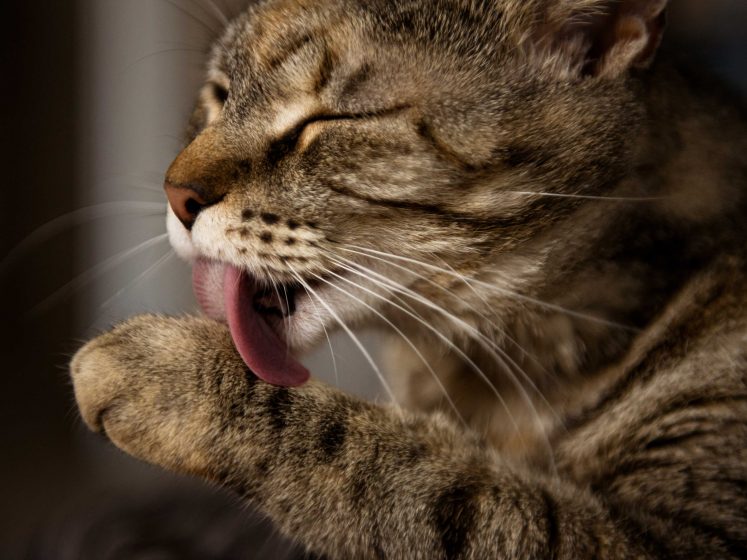 Katze putzt sich ständig was nun? ZooRoyal Magazin