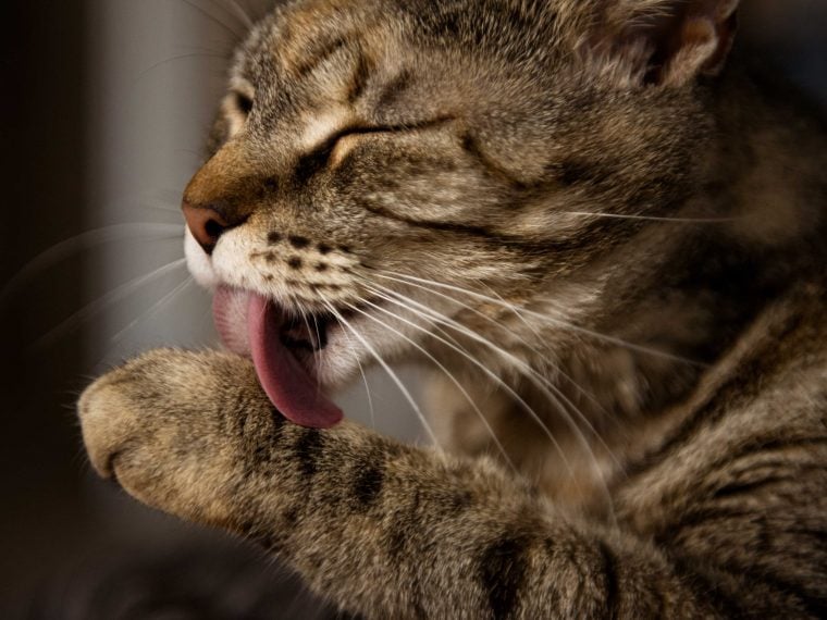 Katze putzt sich ständig