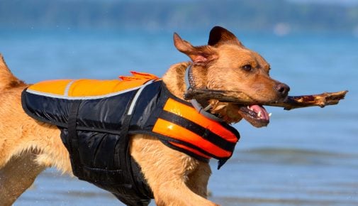 Schwimmweste für Hunde