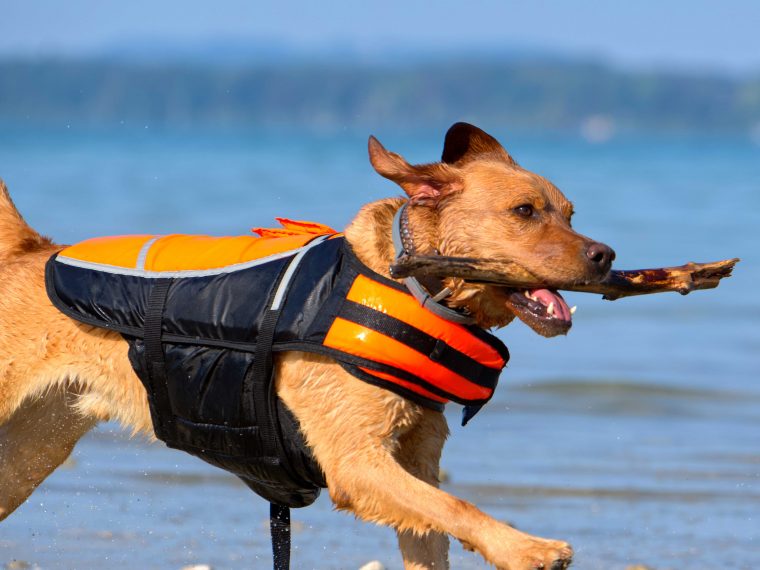 Schwimmweste für Hunde