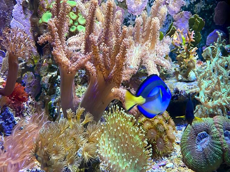 Futter im Meerwasseraquarium