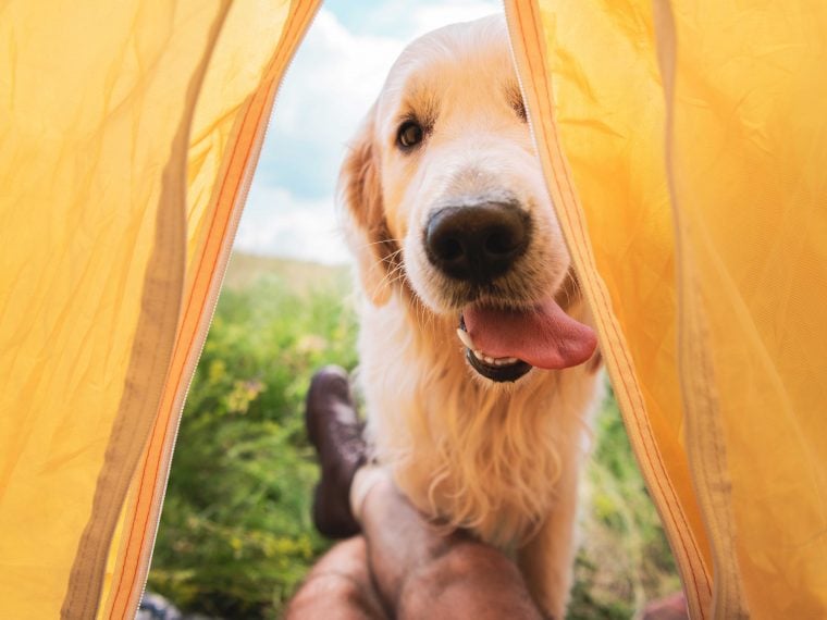 Camping mit Hund