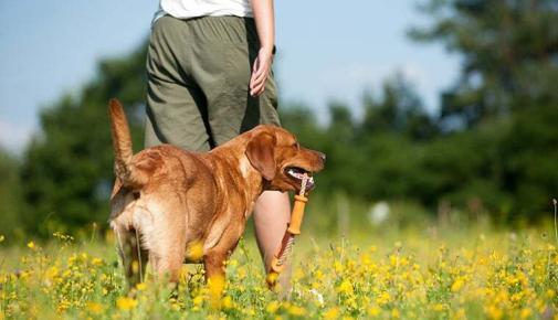 Gassi gehen ohne Smartphone