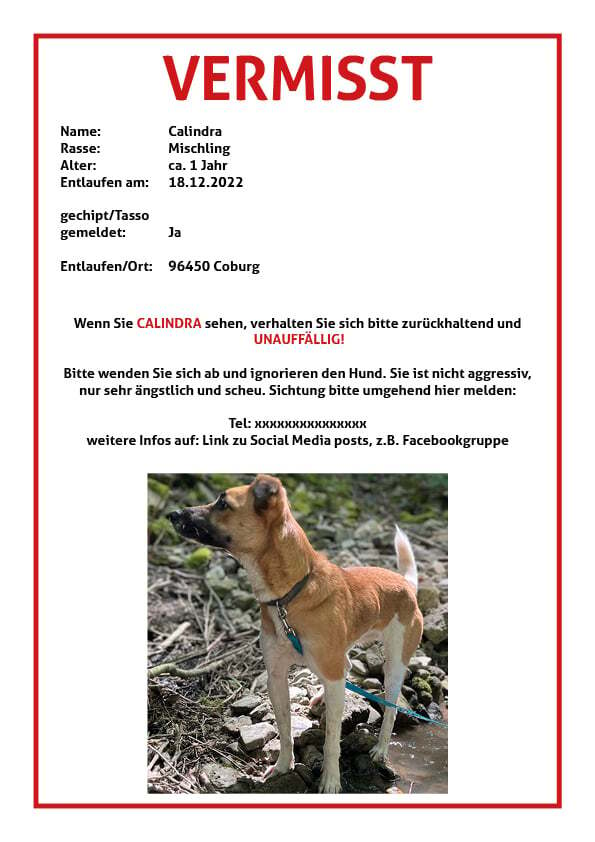 Hund entlaufen Flyer