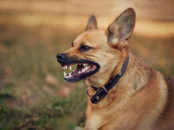 Mein Hund knurrt mich an Gründe, Ursachen & Rat