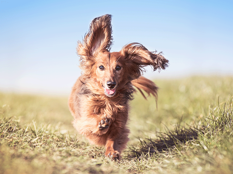 Hyperaktivität beim Hund