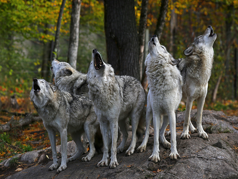 Wolf Therapie