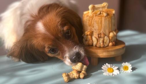 Hundetorte backen